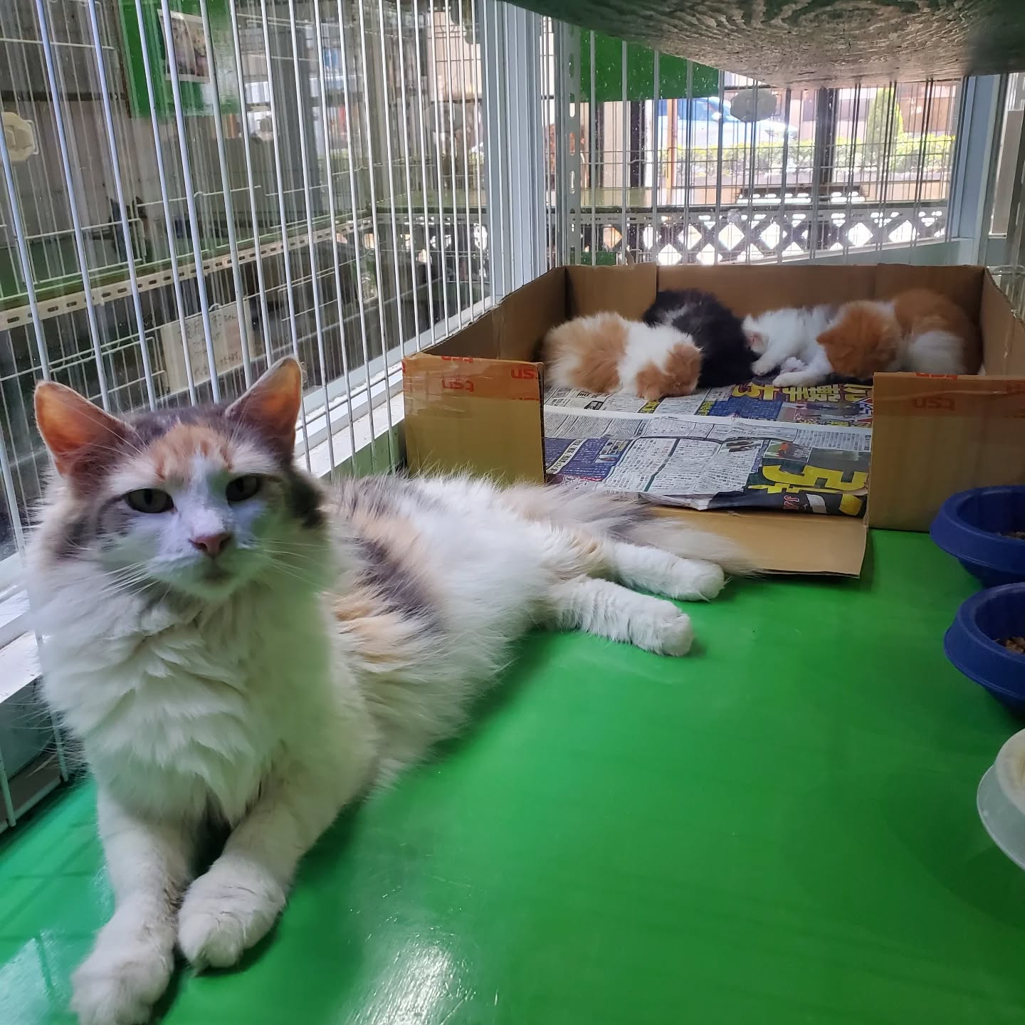 ノルウェージャンフォレストキャットの