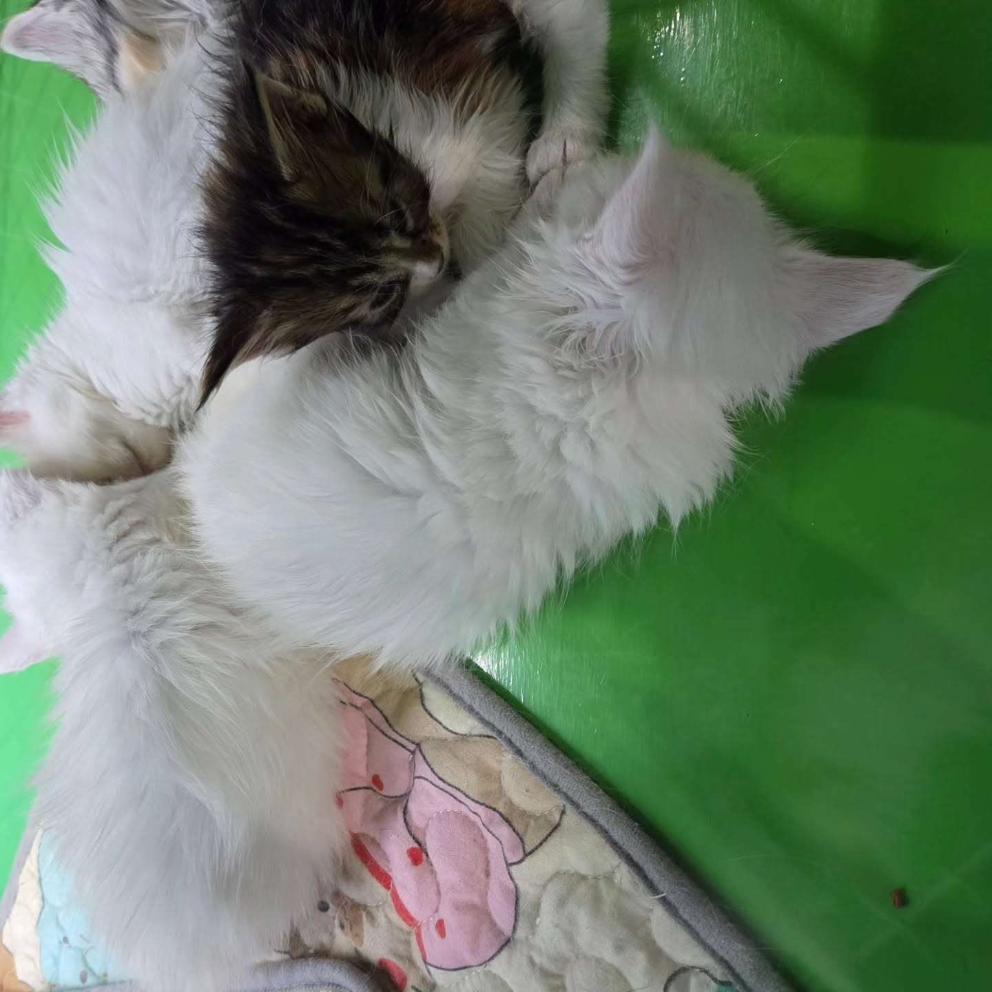😴💤 ぐっすり夢の中…💕